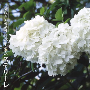 ro[i yXe[z 3.5|bgc } yniqo[z