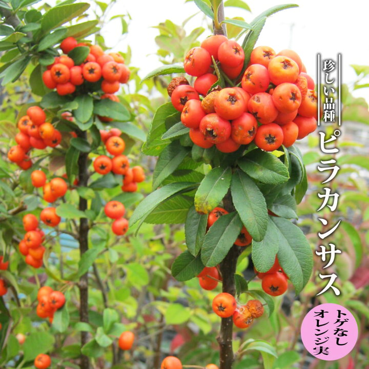 楽天市場 ピラカンサス トゲなし オレンジ実 3 5号ポット苗 ハナヒロバリュー 苗木部 ｂｙ 花ひろばオンライン