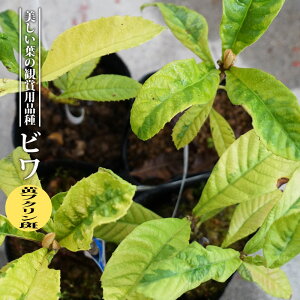 挿し木の通販 価格比較 価格 Com