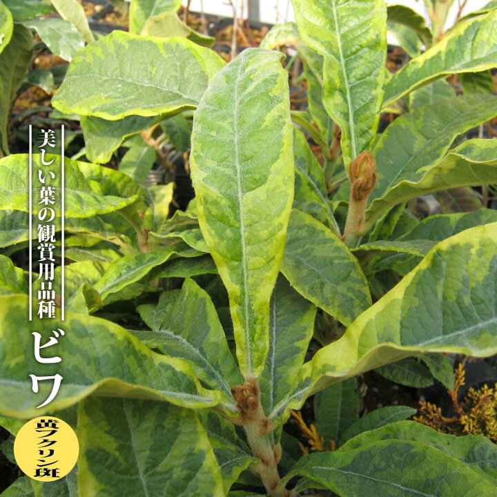 楽天市場 ビワ 黄フクリン斑 3 5号ポット苗 挿し木 ハナヒロバリュー 苗木部 ｂｙ 花ひろばオンライン