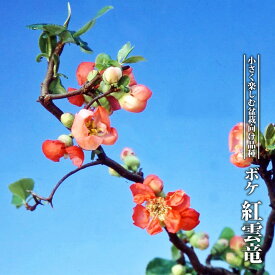楽天市場 ボケ 盆栽の通販 楽天市場 ボケ 盆栽の通販