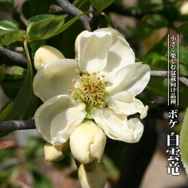 楽天市場 ボケ 花 ガーデン Diy の通販 楽天市場 ボケ 花 ガーデン Diy の通販