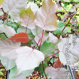 楽天市場 ポプラ の 木 葉の通販 楽天市場 ポプラ の 木 葉の通販