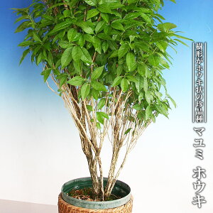 }~ yzELz 3.5|bgc yniqo[z