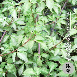 ~coEcM t 3.5|bgc yniqo[z