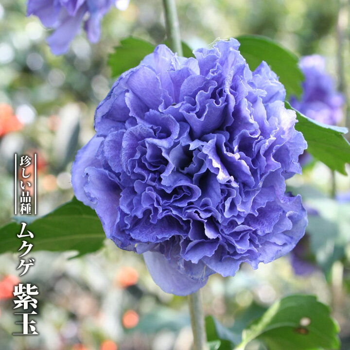 楽天市場 ムクゲ 紫玉 3 5号ポット苗 ハナヒロバリュー 苗木部 ｂｙ 花ひろばオンライン