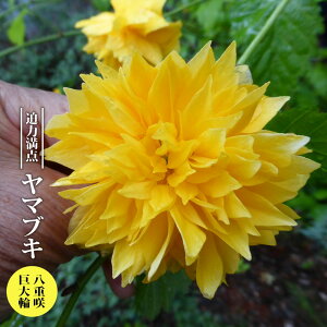 d炫  }uL yt\Cz 3.5|bgc yniqo[z