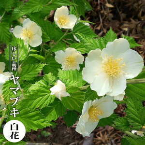 ヤマブキ 苗の通販 価格比較 価格 Com