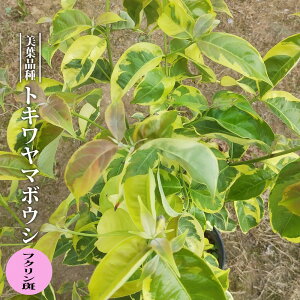 gL}{EV tN 4|bgc ږ yniqo[z