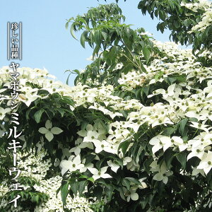 }{EV y~L[EFCz 3.5|bgc ږؕc yniqo[z