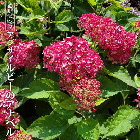 楽天市場 アジサイ アナベル 花言葉の通販 楽天市場 アジサイ アナベル 花言葉の通販