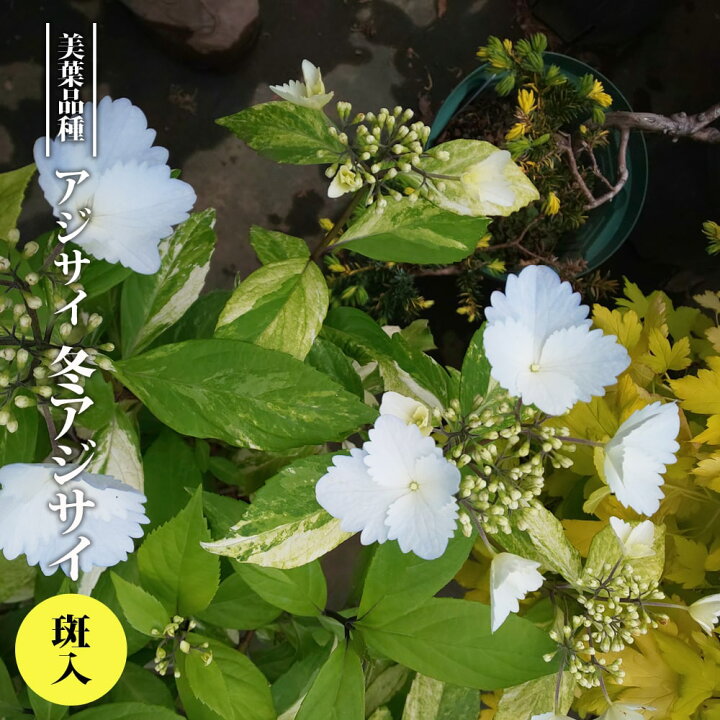 楽天市場 アジサイ 冬アジサイ 斑入 3 5号ポット苗 挿し木 ハナヒロバリュー 苗木部 ｂｙ 花ひろばオンライン