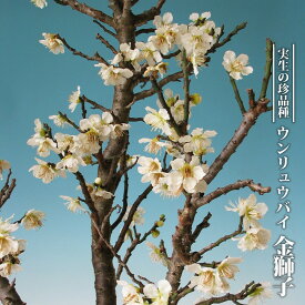 楽天市場 花ひろばオンライン 梅の通販
