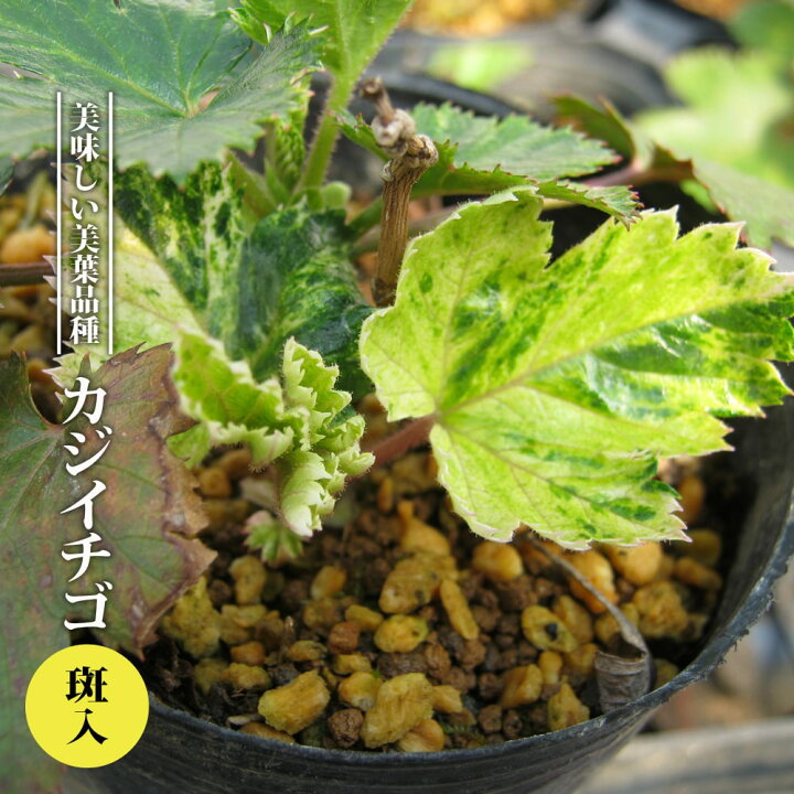 楽天市場】【ハナヒロバリュー】 カジイチゴ 斑入り 5号鉢植え 挿し木