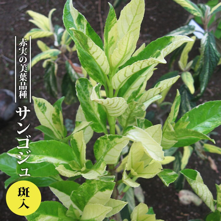 楽天市場 斑入りサンゴジュ 3 5号ポット苗 挿し木 ハナヒロバリュー 苗木部 ｂｙ 花ひろばオンライン