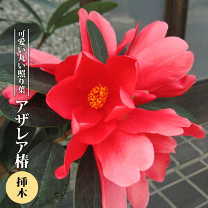  c yAUAցz 3|bgc } J 7`10 yniqo[z