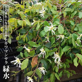 楽天市場 トキワマンサク 白の通販