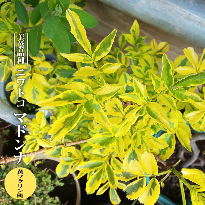 楽天市場 ニワトコ マドンナ 3 5号ポット苗 挿し木 ハナヒロバリュー 苗木部 by 花ひろばオンライン 楽天市場 ニワトコ マドンナ 3 5号ポット苗 挿し木 ハナヒロバリュー 苗木部 by 花ひろばオンライン
