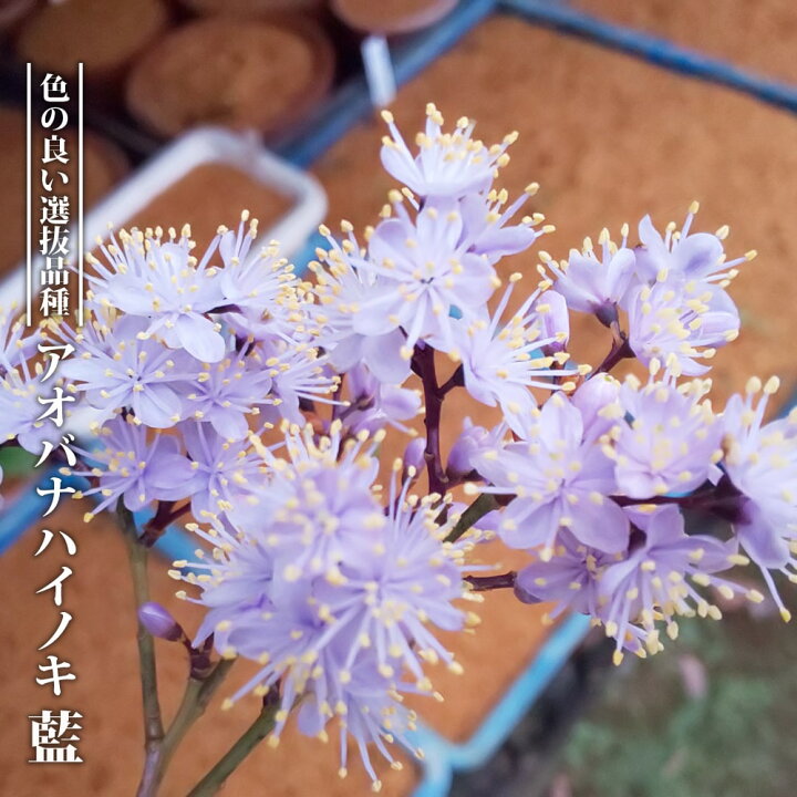 楽天市場 ハイノキ 青花 3 5号ポット苗 挿し木 ハナヒロバリュー 苗木部 ｂｙ 花ひろばオンライン