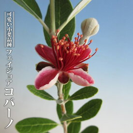 楽天市場 フェイジョア 育て方 鉢植えの通販 楽天市場 フェイジョア 育て方 鉢植えの通販