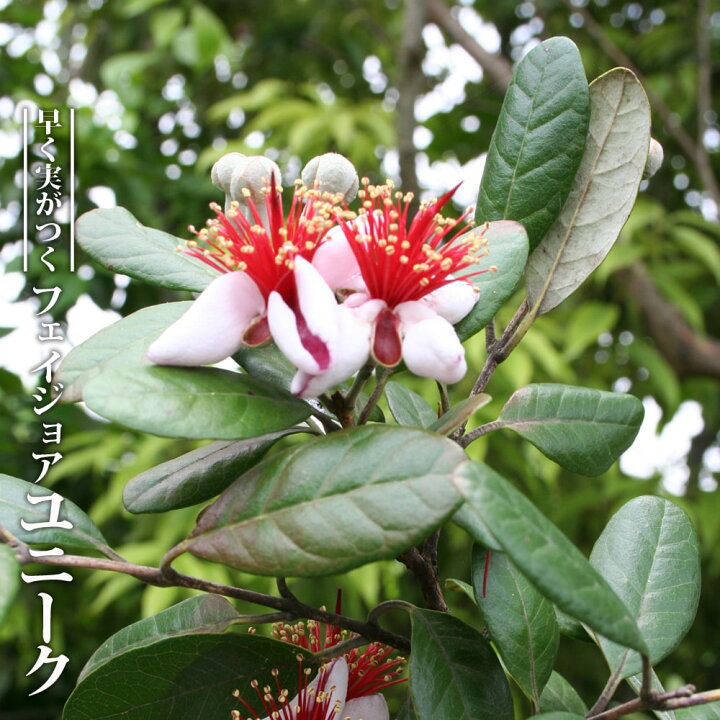 楽天市場】フェイジョア 苗 【ユニーク】 2年生 挿し木苗 : 苗木部 