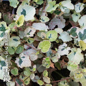 ~ yዾ i䂫݁jz 3.5|bgc } yniqo[z