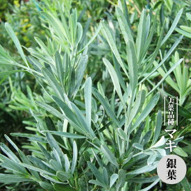 マキ 銀葉 3.5号ポット苗 挿し木 【ハナヒロバリュー】