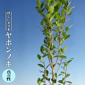 楽天市場 庭木 虫 が つき にくいの通販