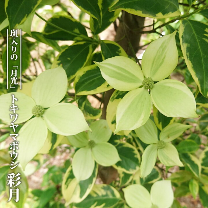 楽天市場 常緑ヤマボウシ 彩月 4号ポット苗 挿し木 ハナヒロバリュー 登録品種 品種登録 苗木部 by 花ひろばオンライン 楽天市場 常緑ヤマボウシ 彩月 4号ポット苗 挿し木 ハナヒロバリュー 登録品種 品種登録 苗木部 by 花ひろばオンライン