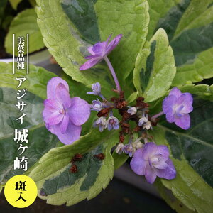 z AWTC 郖 tN 3.5|bgc yniqo[z