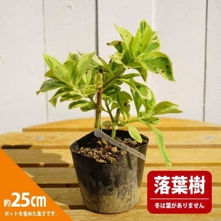 楽天市場 アジサイ 城ヶ崎 フクリン斑 3 5号ポット苗 ハナヒロバリュー 苗木部 ｂｙ 花ひろばオンライン