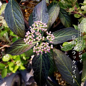 z ΃AWTC yR ubNoCo[z 3.5|bgc yniqo[z