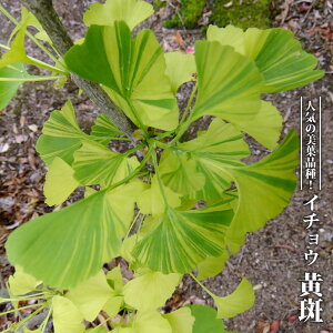 C`E yz 3.5|bgcyniqo[z