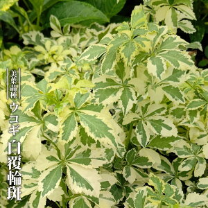 ERM tN 3.5|bgc yniqo[z