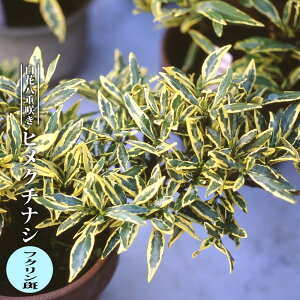 ヒメクチナシ 【フクリン斑】 3.5号ポット苗 【ハナヒロバリュー】