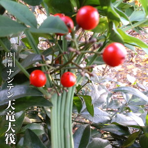 �i���e�� �y�V���唳�z 3.5���|�b�g�c �n�i�q���o�����[