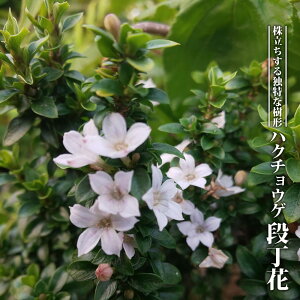 花 たくさん 苗の人気商品 通販 価格比較 価格 Com