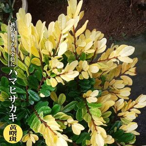 n}qTJL yz 3.5|bgc } yniqo[z