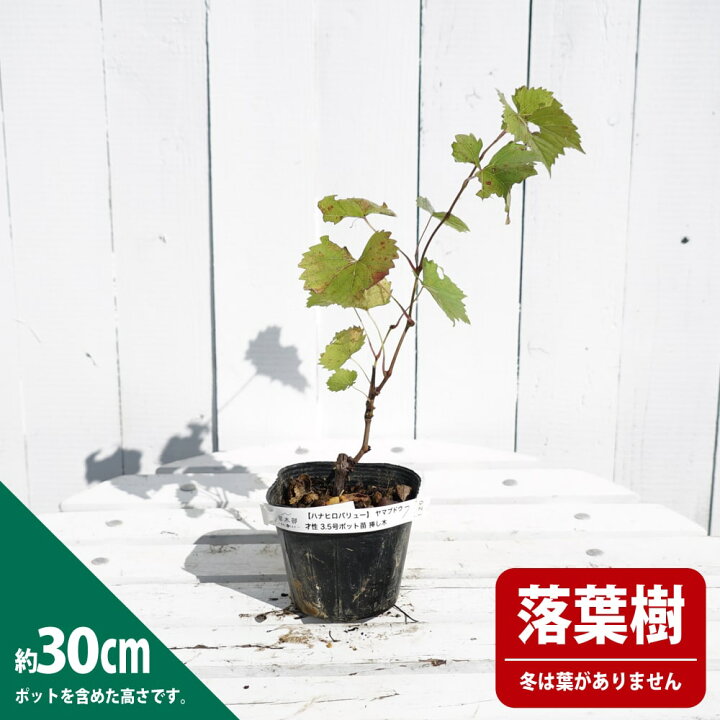 楽天市場】斑入りノブドウ エレガンス 3号ポット苗 （野ぶどう 