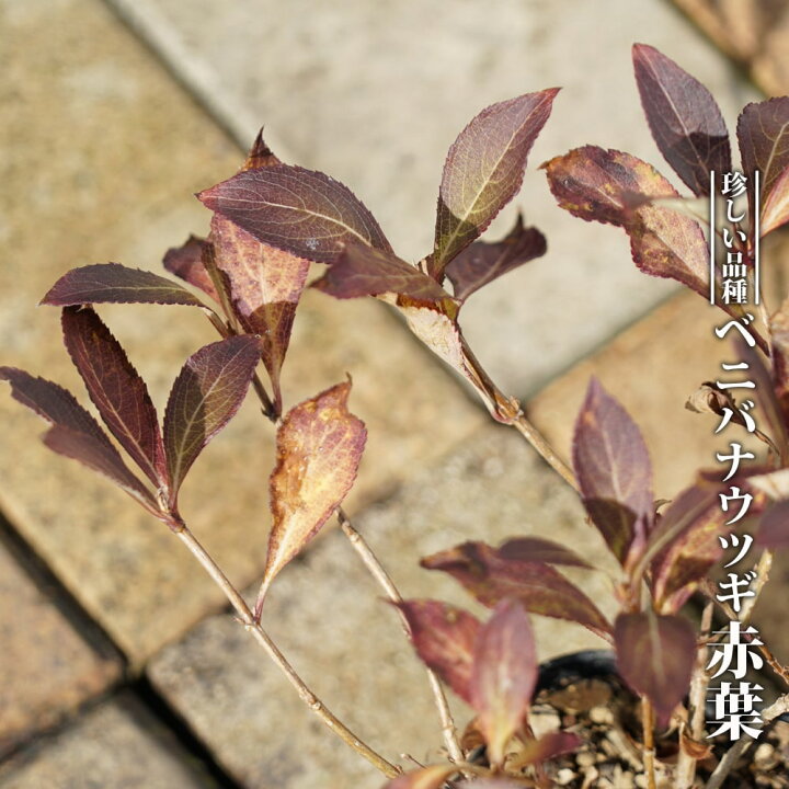 楽天市場 ベニバナウツギ 赤葉 3 5号ポット苗 挿し木 ハナヒロバリュー 苗木部 ｂｙ 花ひろばオンライン