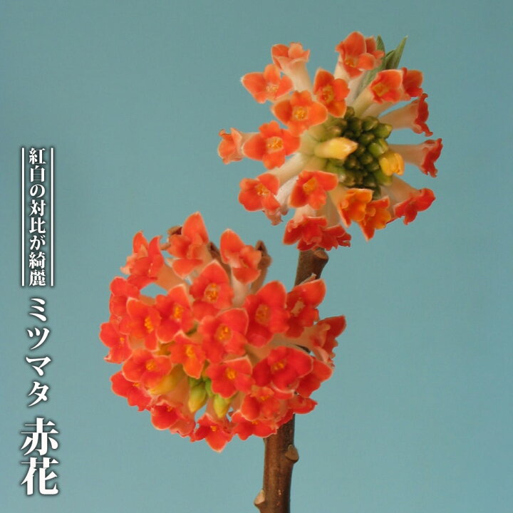 楽天市場】【赤花ミツマタ】 3.5号ポット苗 挿し木 【ハナヒロバリュー 