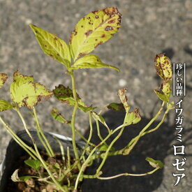 楽天市場 イワガラミの通販