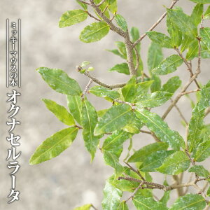 INiZ[^ 3.5|bgc yniqo[z