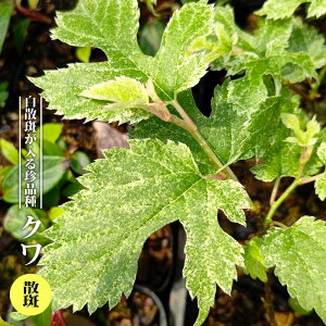 RK yUz 3.5|bgc yniqo[z