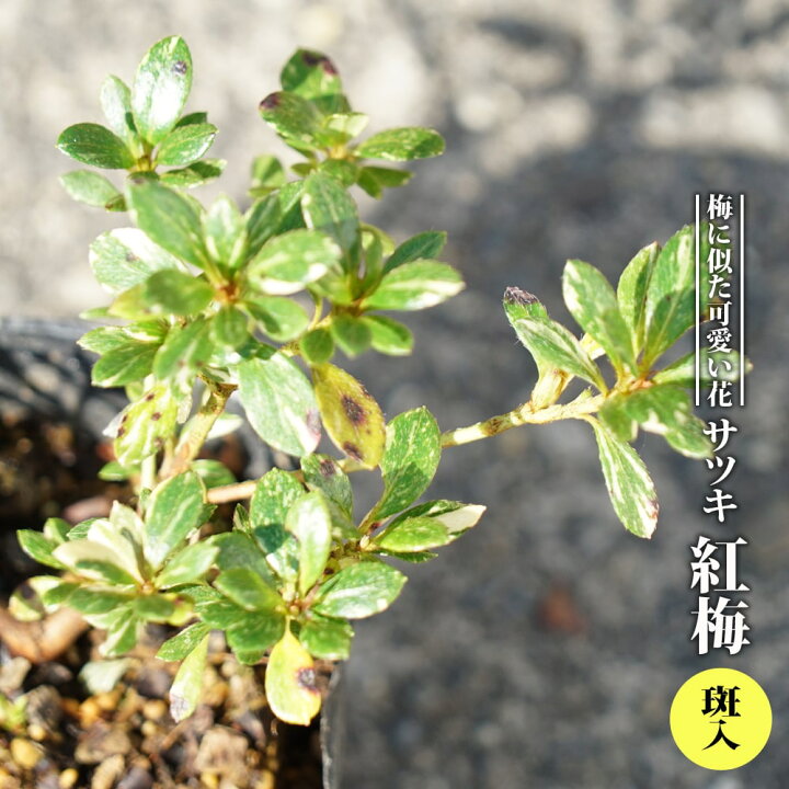 楽天市場 サツキ 紅梅 斑入 3 5号ポット苗 ハナヒロバリュー 苗木部 ｂｙ 花ひろばオンライン