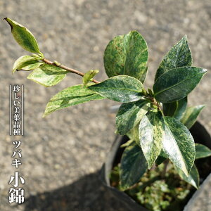  c yсz 3.5|bgc yniqo[z