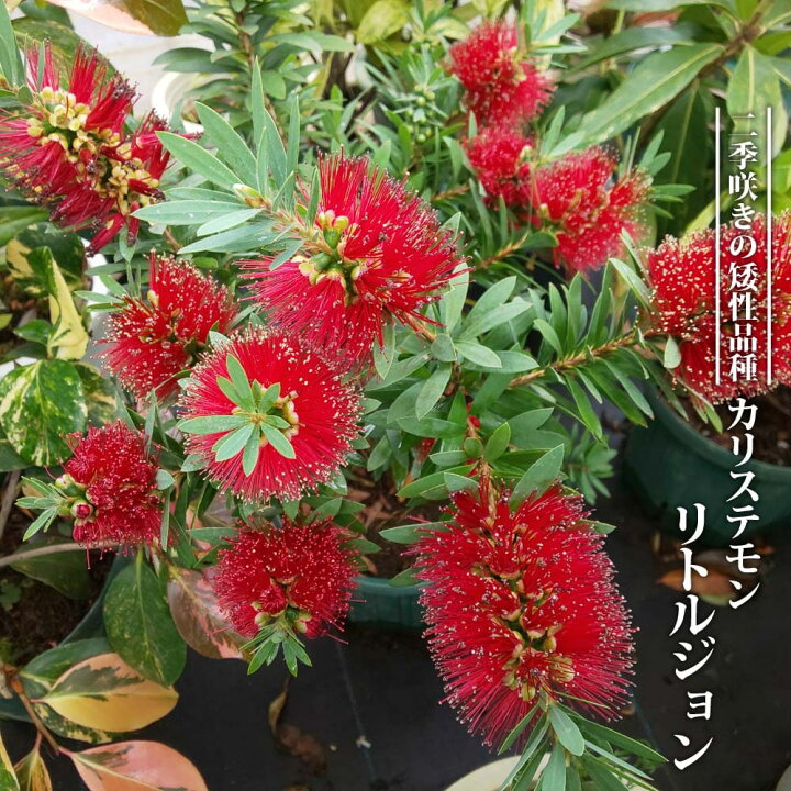 楽天市場】カリステモン 【リトルジョン】 3号ポット苗 挿し木 【ハナ 