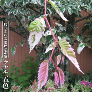 PL yܐFz 3.5|bgc ږ yniqo[z