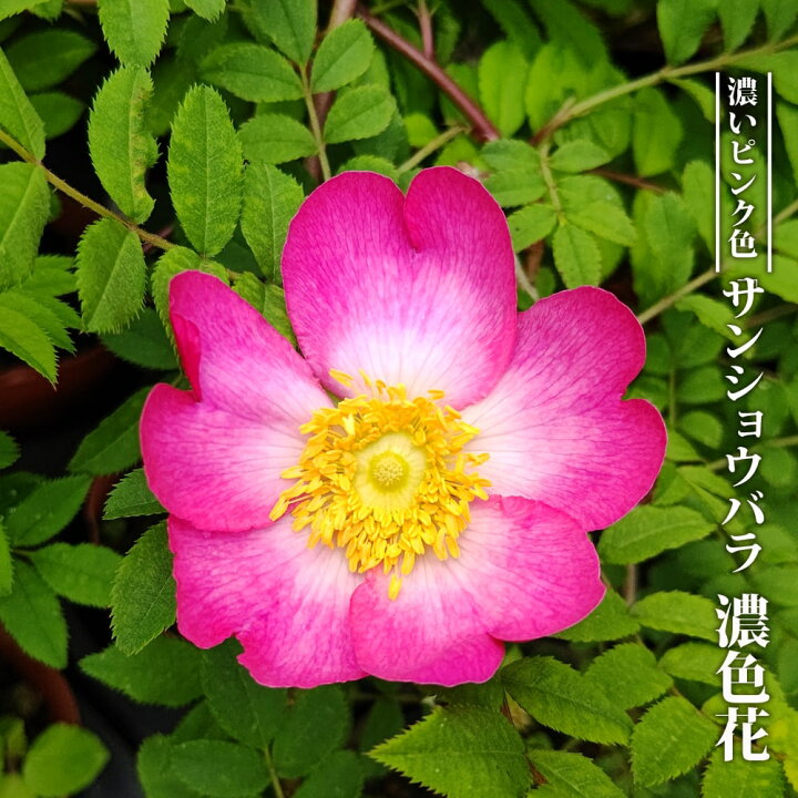 楽天市場 バラ サンショウバラ 濃色花 3号ポット苗 挿し木 ハナヒロバリュー 苗木部 ｂｙ 花ひろばオンライン