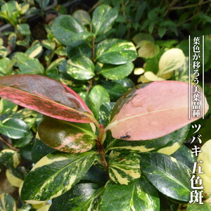  c yܐFz 3.5|bgc } yniqo[z